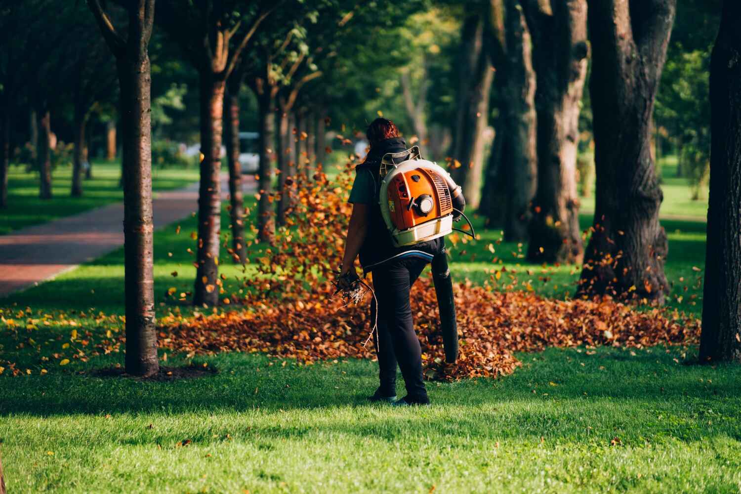 Best Emergency Storm Tree Removal  in USA